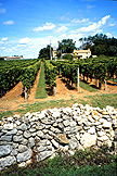 St. Emilion vineyard photo